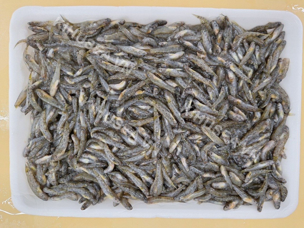 Frozen whole round Gudgeon Fish